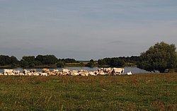 Landschaft mit Rindern